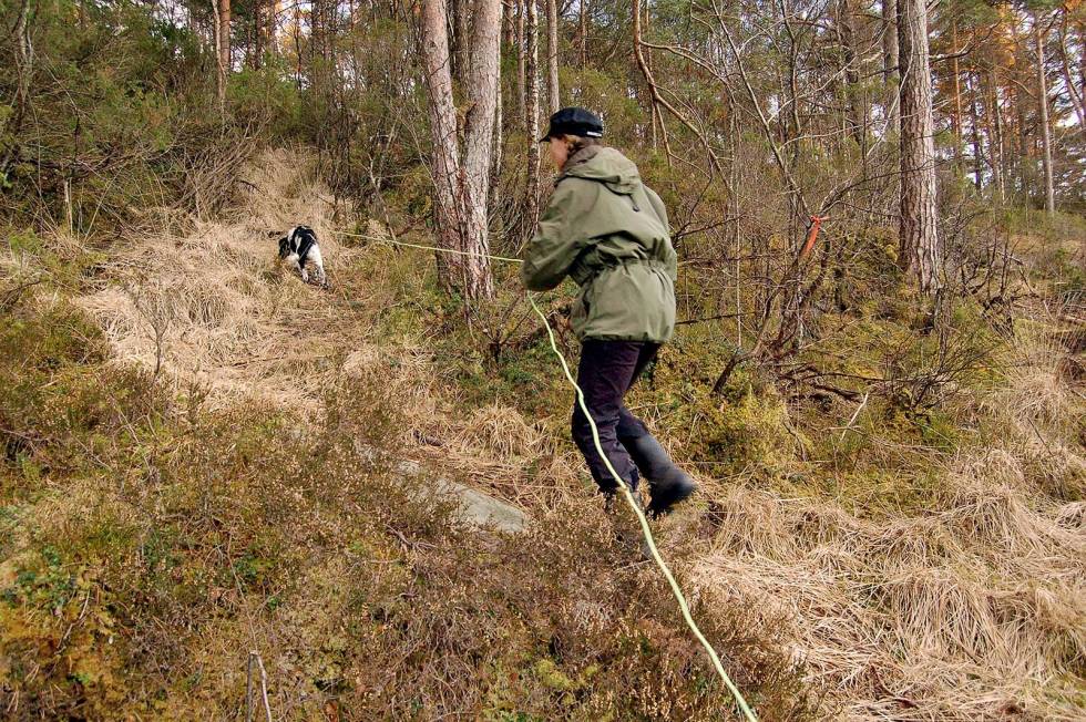 ...og vi er i gang: Nå får hunden jobbe i fred. Korrigerer kun når den er helt på ville veier. Jakthund-Haugalandet-6