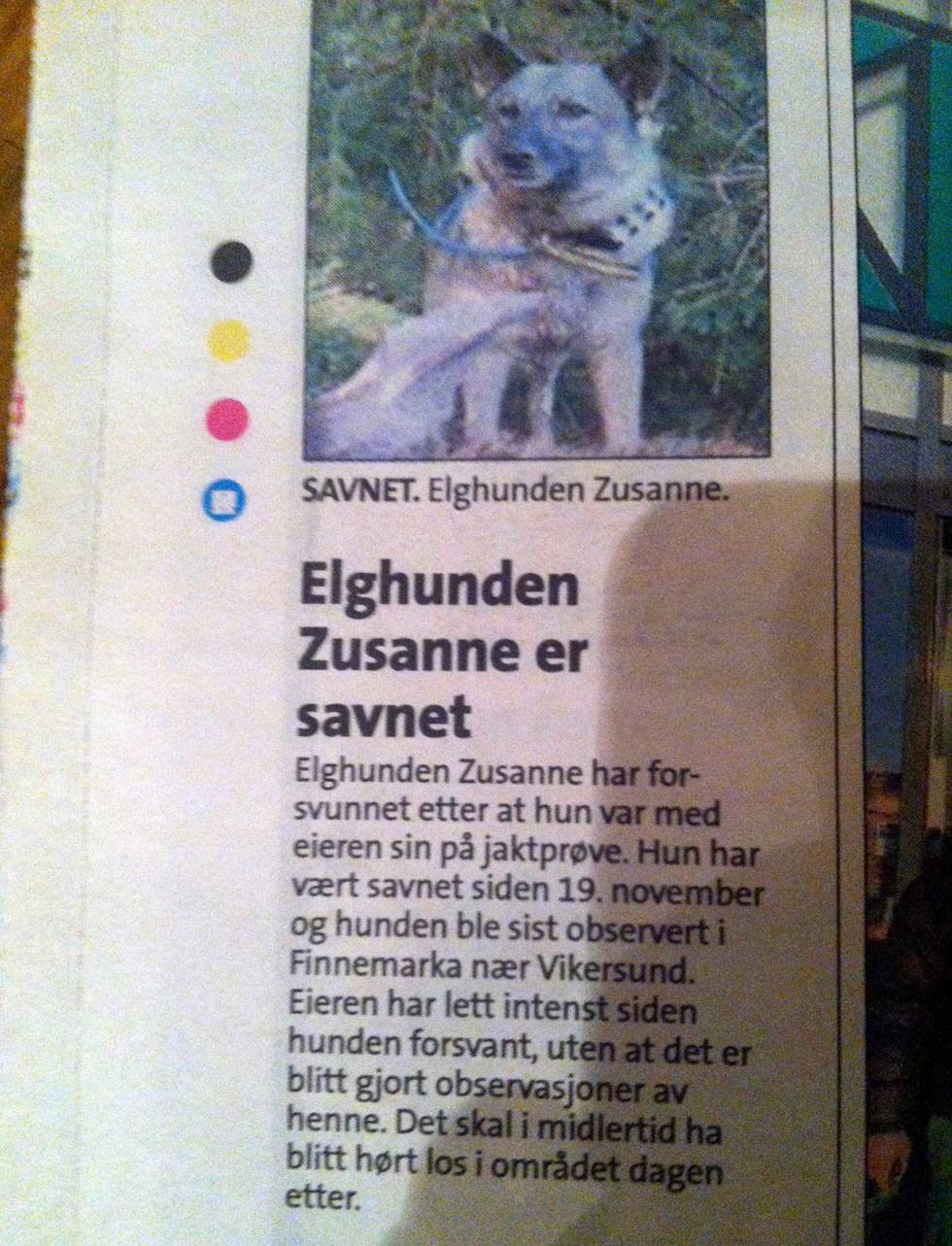 PÅ VIFT: Elghunden Zusanne kom til rette etter ni døgn på avveie under jaktprøve. Foto: Berit Rustand Jakthund-savnet-2