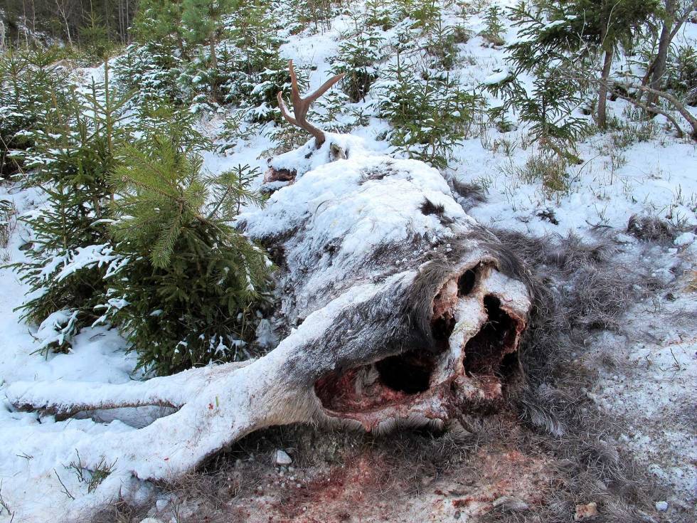 OVERLEVELSES-INSTINKT: Bortkomne hunder kan leve lenge på kadaver og lignende i skogen. Jakthund-savnet-5