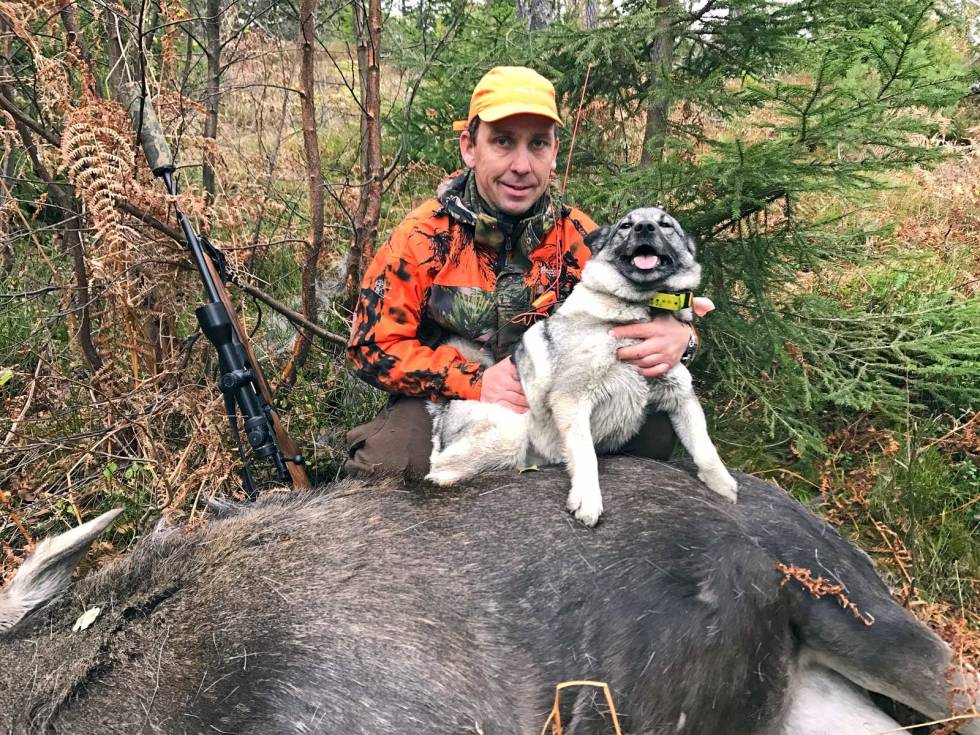 Skår i gleden: Selv under eller etter et vellykket drev kan Fido plutselig rote seg bort i den verste jaktiveren. Jakthund-savnet-6