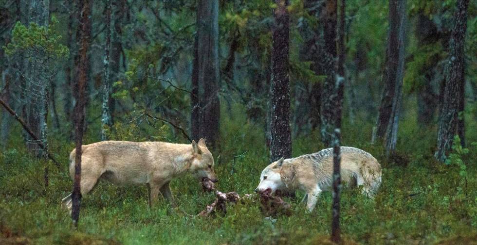 Flokk er fare: I ulverevir med en større flokk, øker faren for et møte mellom hund og ulv, fordi grupper fra flokken frekventerer større deler av terrenget oftere. Jakthund-Ulvetider-2