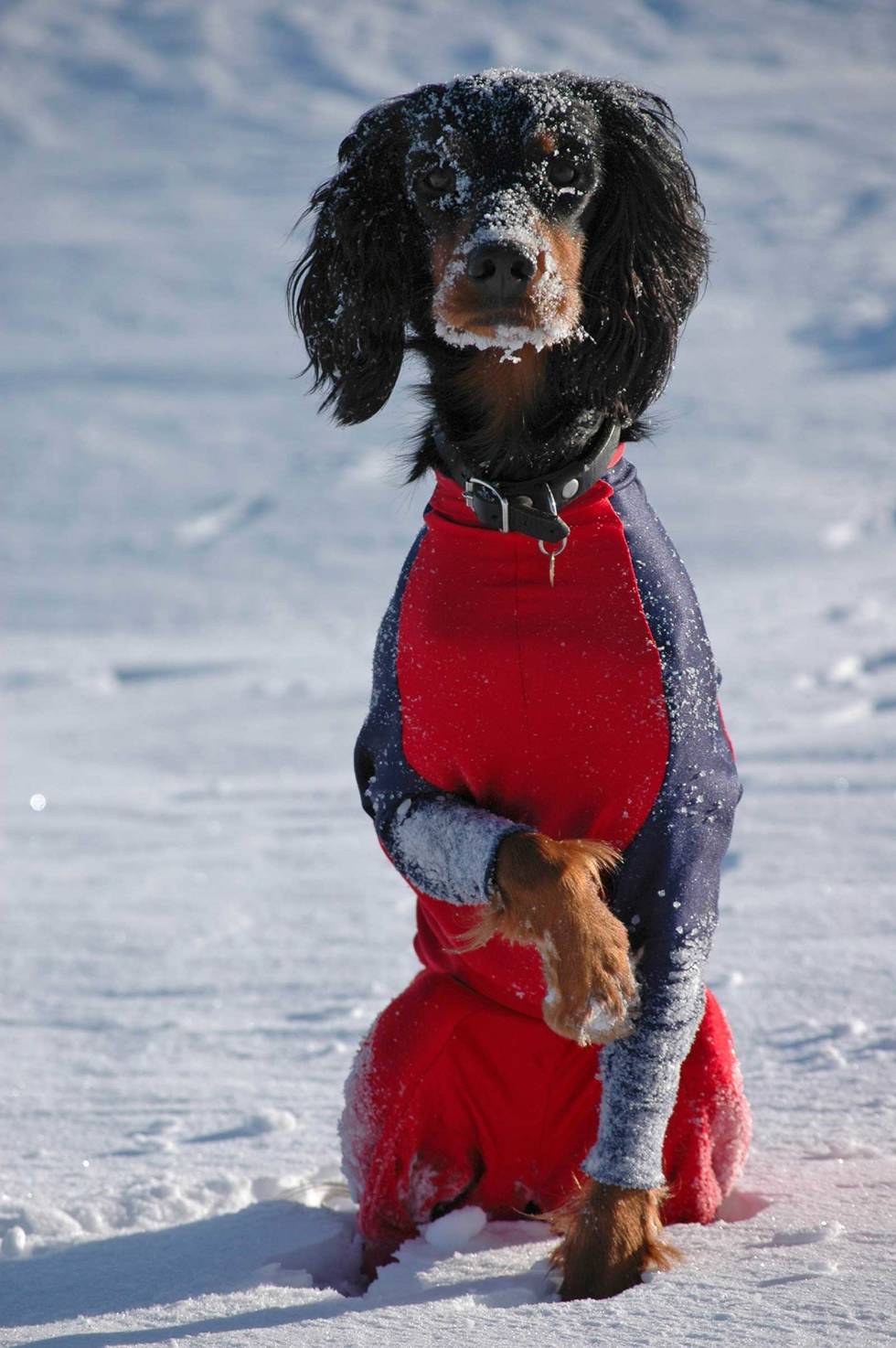HOT DOG COUTURE: – Hva glor du på? Har du ikke sett siste mote fra vinterskogen? Jakthund--varmeklær-2