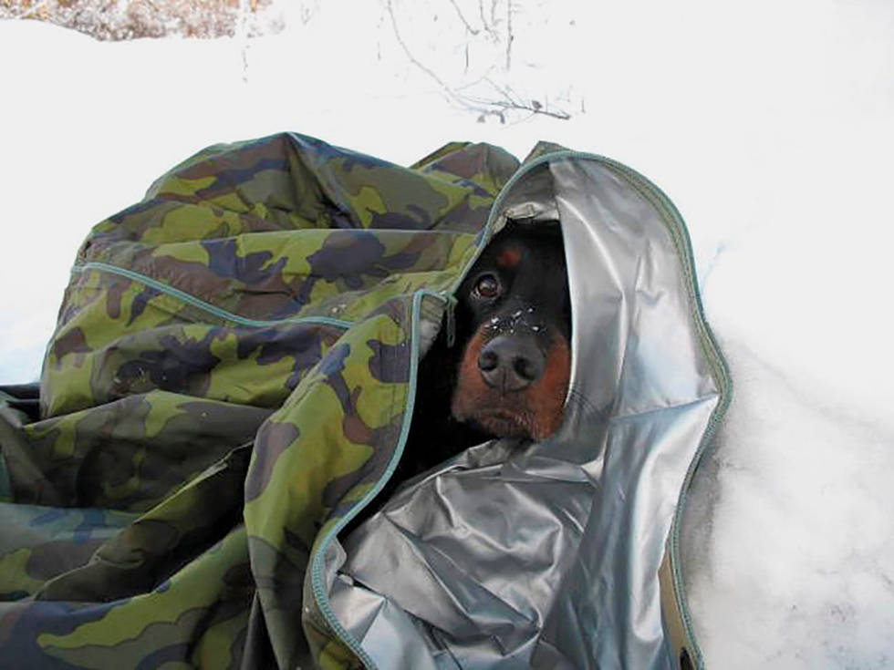 OBLIGATORISK: Skal du jakte i vinterfjellet, er det obligatorisk med en fjellduk eller en varmepose der hunden kan hvile, enten det er pauser eller noe uventet skjer. Jakthund--varmeklær-5