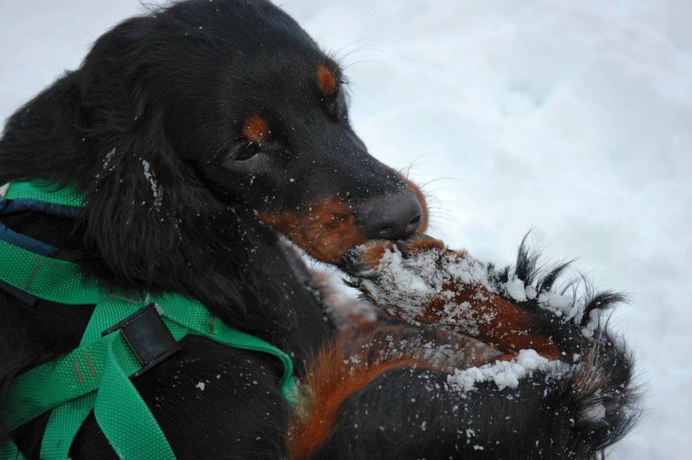 POTE-IS: Hvis hunden plages med at det fryser is mellom potene, må du klippe vekk håret som isen setter seg i. Jakthund--varmeklær-6