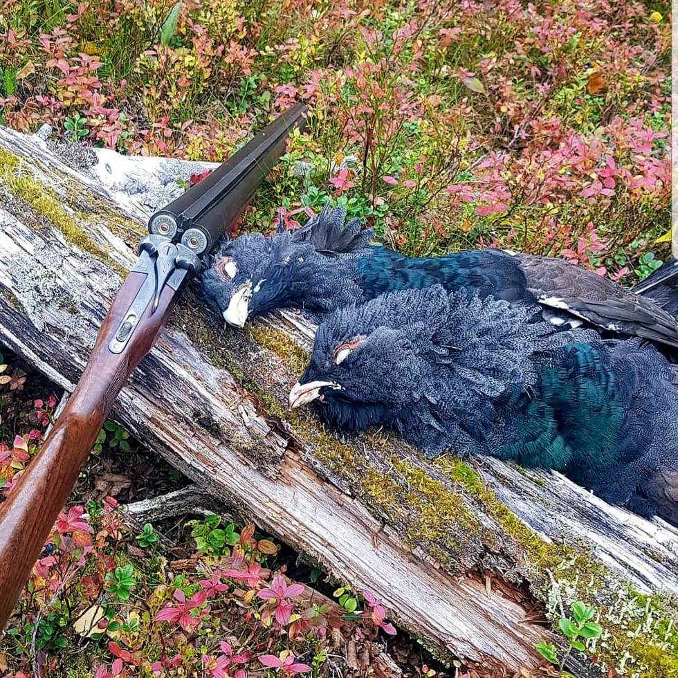 @jaktno: Mens noen vil ha hyttetur og påske, så vil andre bare ha 10. september #storfugljakt #småviltjakt #etviltliv #starbaikal #norma #norskejegere #norgesjakt #prepare4hunt #høstjakt #autumnhunting jaktno