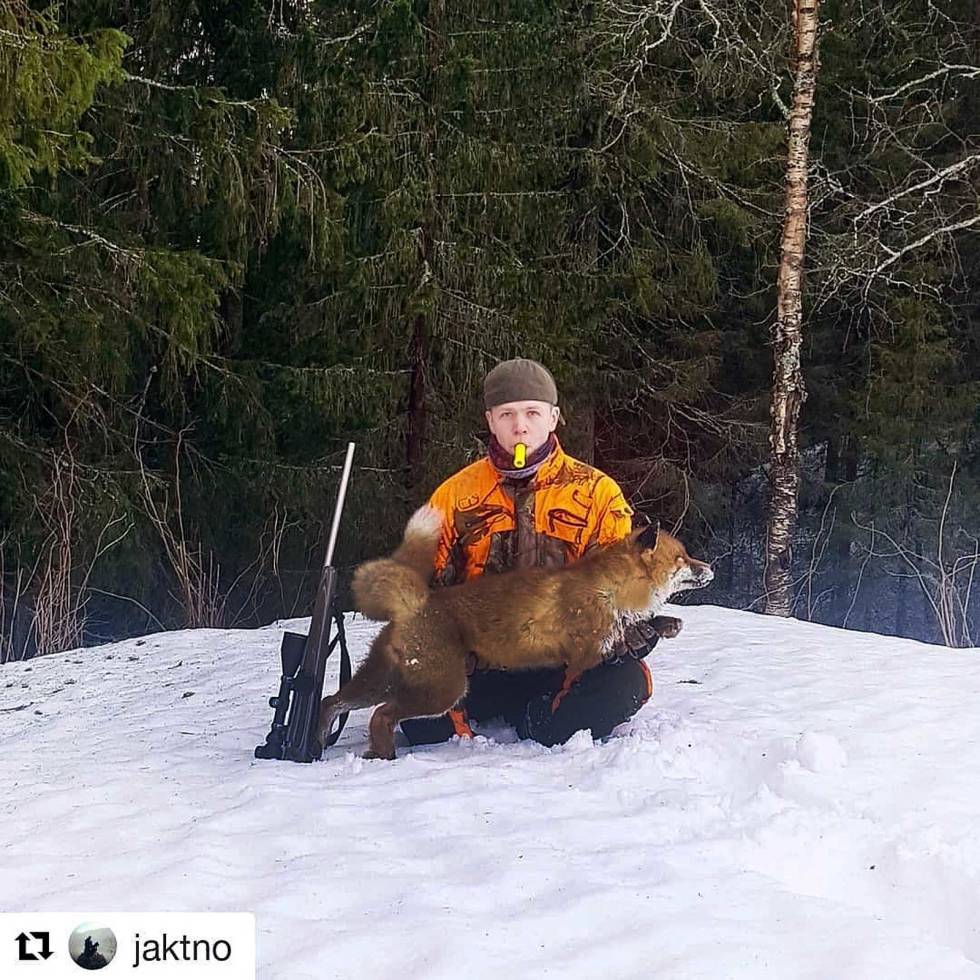 @jaktno: Lokka inn denne flotte reven tidligere i dag med #clausenpredatorcall4 #pinewood #outdoorsman #vildmarken #rovdjursjakt #tikka #kchunting #lokkjakt #revjakt #oryx #norma jaktno