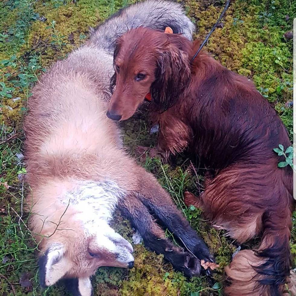 @jaktno: Flere som lengter til august og slutt på båndtvang? #løshundjakt #foxhunting #dachshunt #wildlife #huntress #vildmarken #forest #garmin #norgesjeger #høst #autumnhunting #jaktbilder #tax Jaktno
