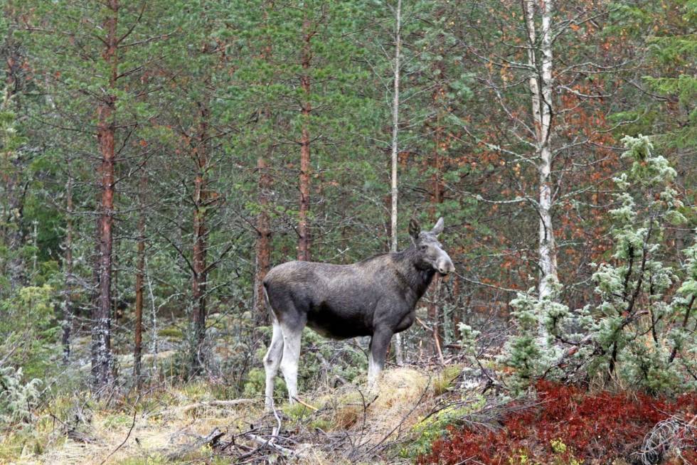 Heit i losen: Det er fort gjort å bli heit i hodet når losen blir stående rett ved posten. Forlat aldri posten uten at det er klarert med jaktlaget. Jaktulykker-6