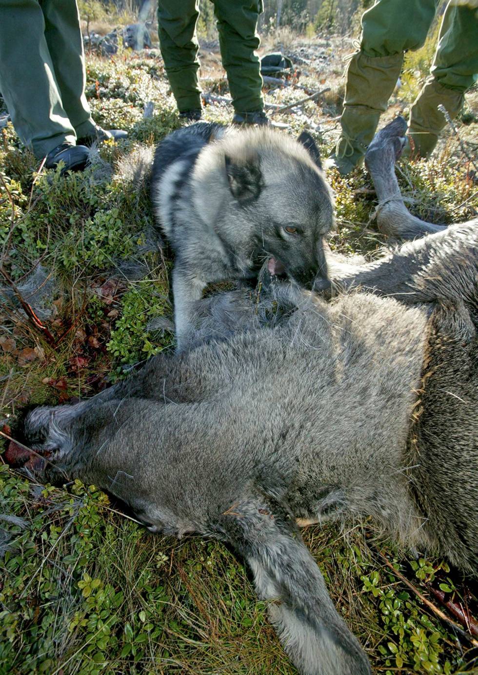 Ettersøk: Hjorteviltets særlige vern ved båndtvang gjelder selvsagt ikke mot hund i lovlig ettersøk. Jegerjuss-Hunderegler-2