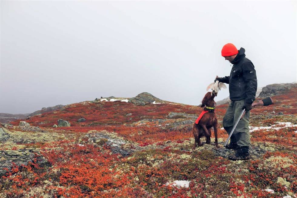 Bra hundearbeid: Det er slike dager vi ønsker oss flere av når høsten kommer. Jegerjuss-Hunderegler-3