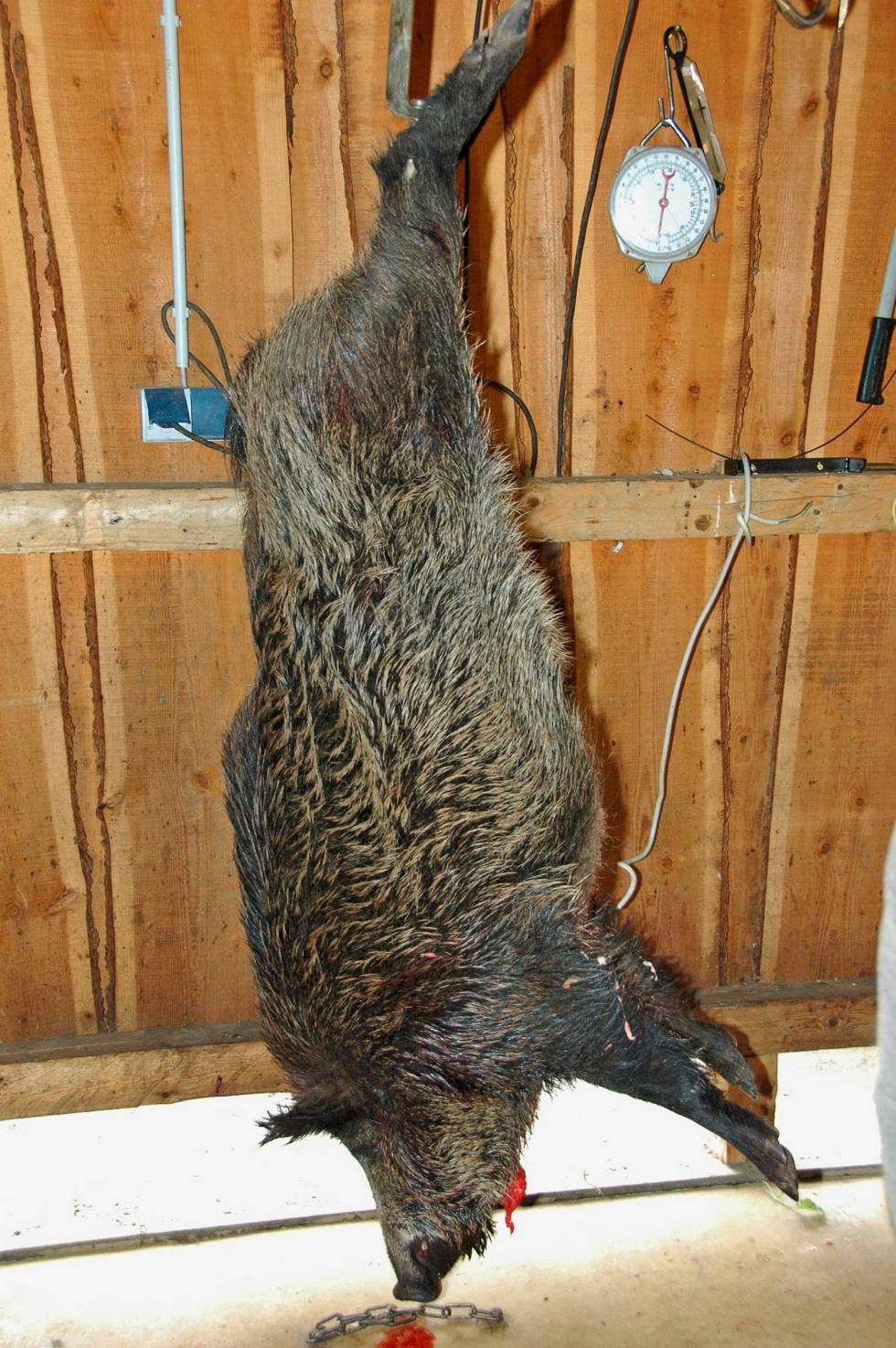 SEIG(LIVET) SVINEPELS: Store villlsvin over 100 kilo krever lengre og kontrollert modning. Det er best å bruke kjølerom. Jegermat-og-kjøttmørning-4