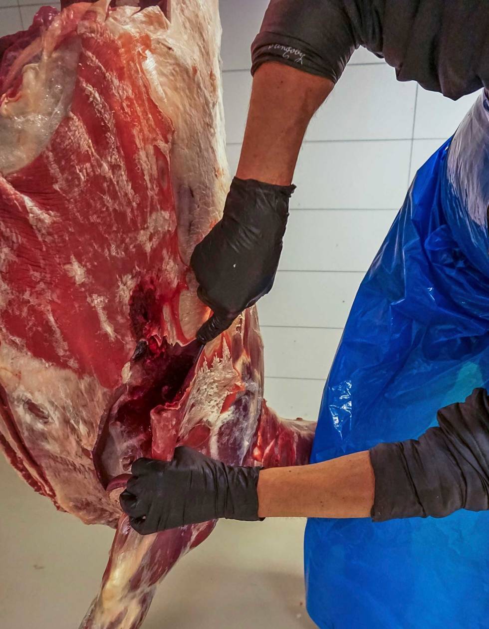 BOGEN: Skjær først løs bogene ved å følge hinnene mellom skuldra og ribbeina. Jegerskolen-viltkjøtt-2