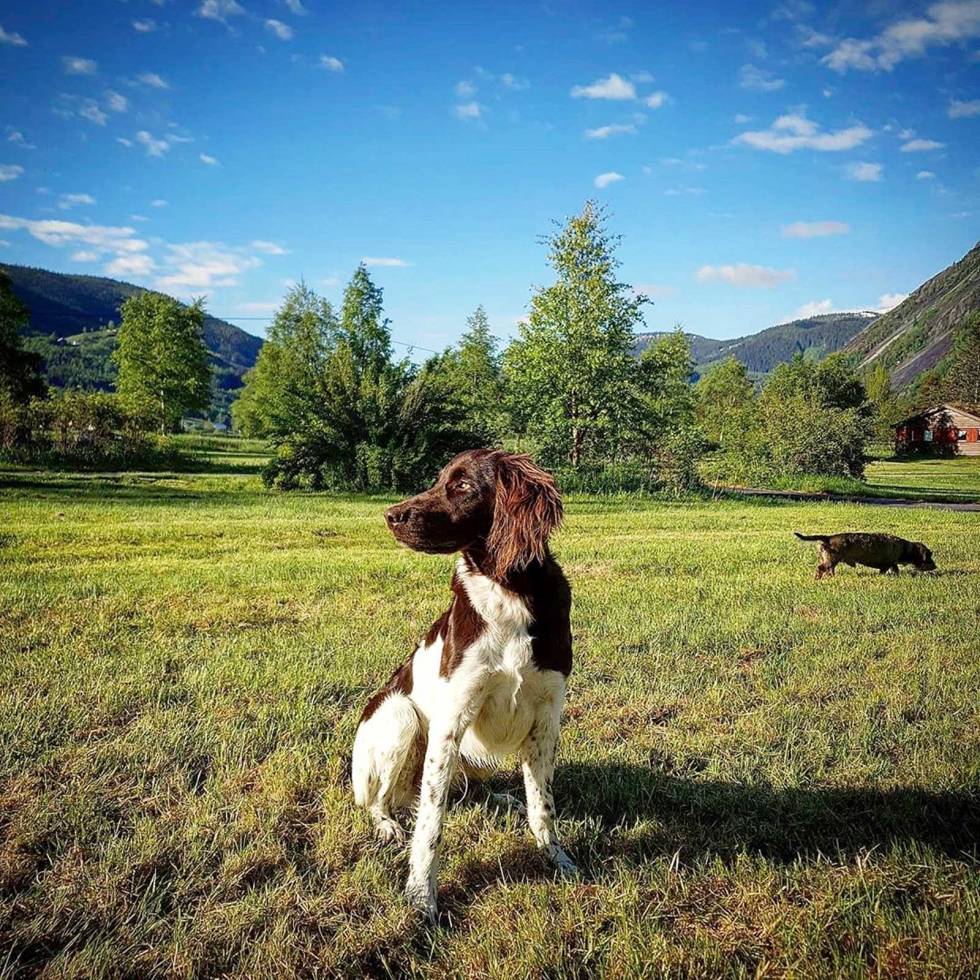 @jeger_sondre: Texas, good morning #puppy #kleinermünsterländer #fuglehund #morning #fun #action #energy #sunshine Jegersondre