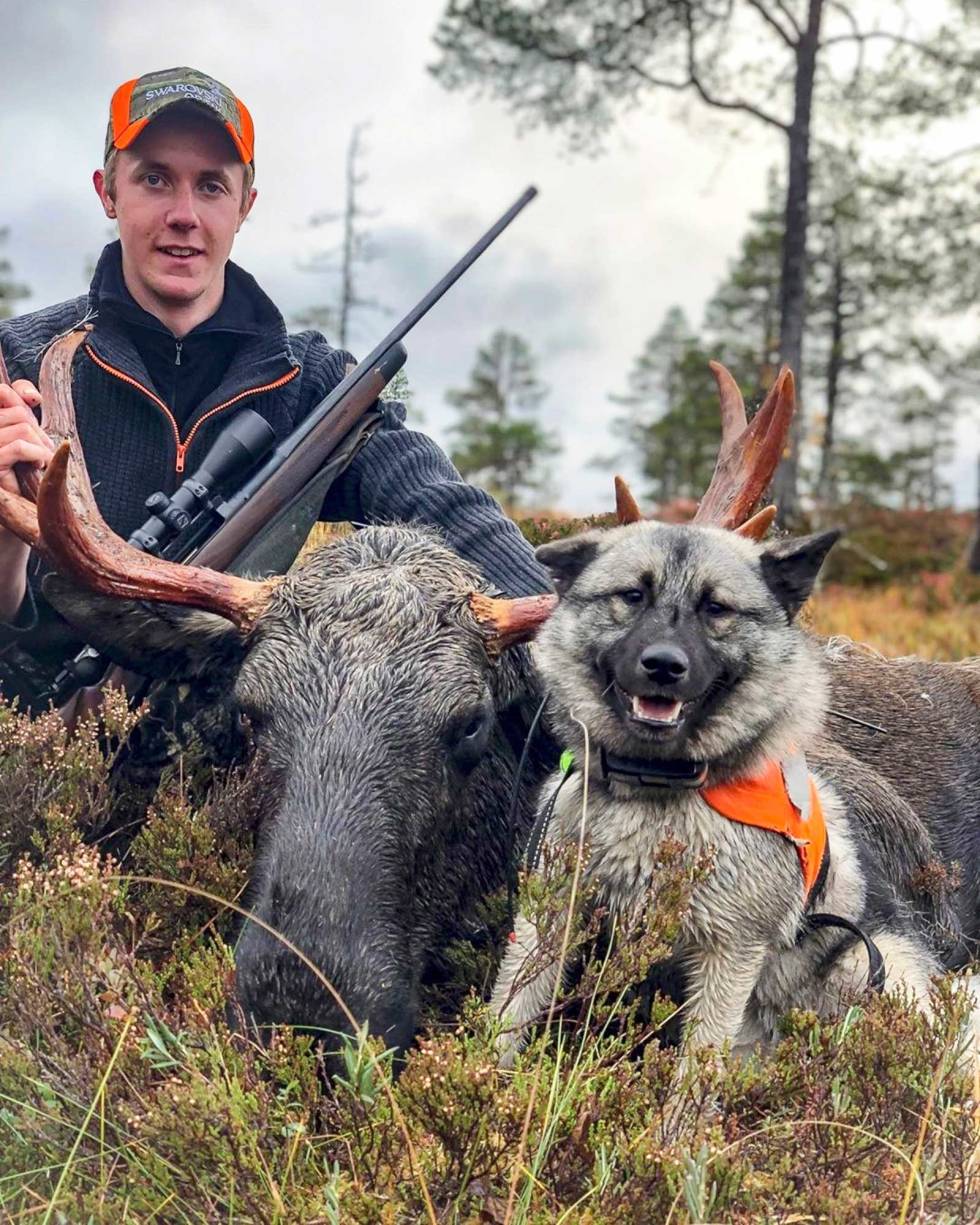 @julianelindefjeld: fallet for Tiko. Siste dagen min i trønderske skoger, datt en flott 11-tagger for Jonas og Tiko. GØYASTE fallet å følga på radioen, losen blei fulgt fra ein topp og folk blei dirigert ette losen. Så sprang Jonas en halv kilometer i heia på bare noen få minutt og rakk akkurat å smella ned denna flotte oksen, VEL FORTJENT #maskin #elgjakt #moosehunting #norskelghundgrå #hunting #jegerhundogvåpen #jaktcompagniet #norgesjakt #dinjakt #älgjakt #garmin #tracker Julianelindefjeld