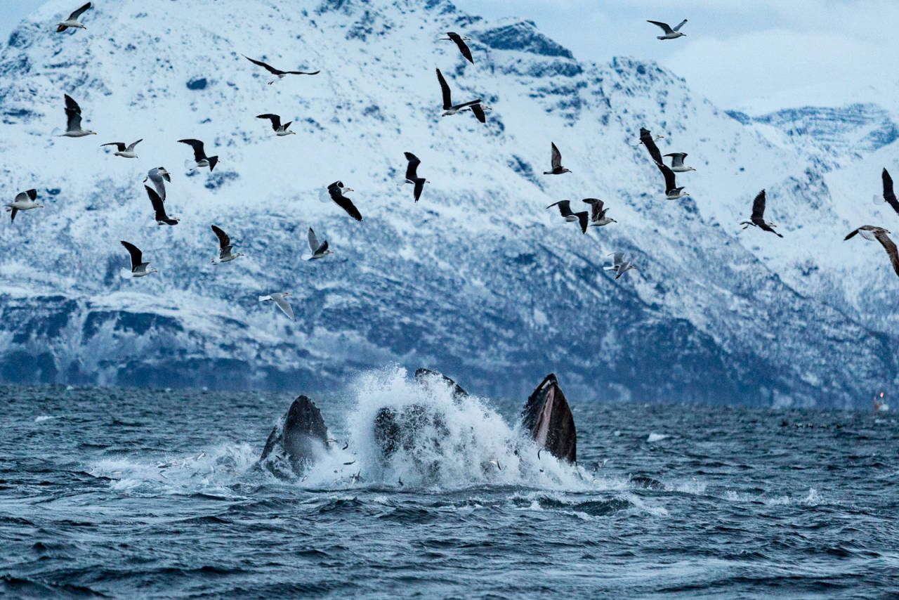 MATFAT: Knølhvaler som presser enorme mengder sild opp mot havoverflaten og gaper over så mye de får plass til. Foto: Therese N. Andersen spekkhoggere fugler lofoten