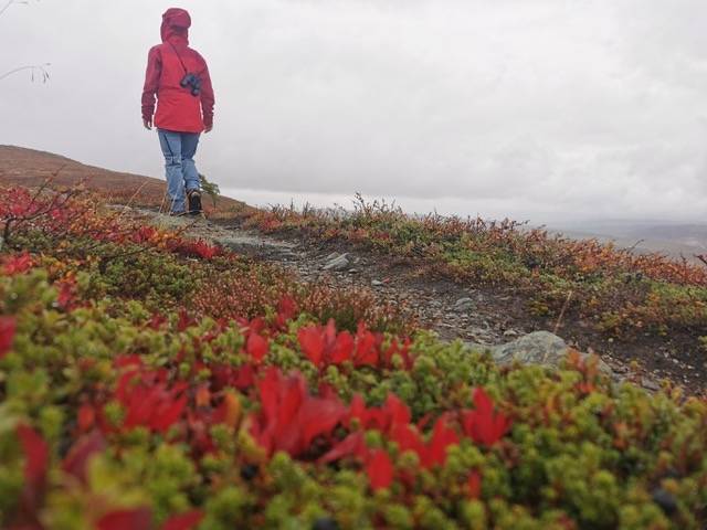 VALG AV KIKKERT: En kvalitetskikkert gi deg glede resten av livet. Foto: Gunhild Aaslie Soldal kikkert fjelltur