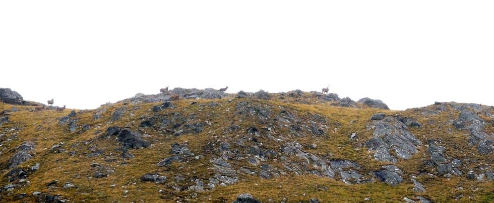 SIKKERT SKUDD? Disse hjortene står ca 400 meter unna. Ville du skutt? Langholdskyting-5