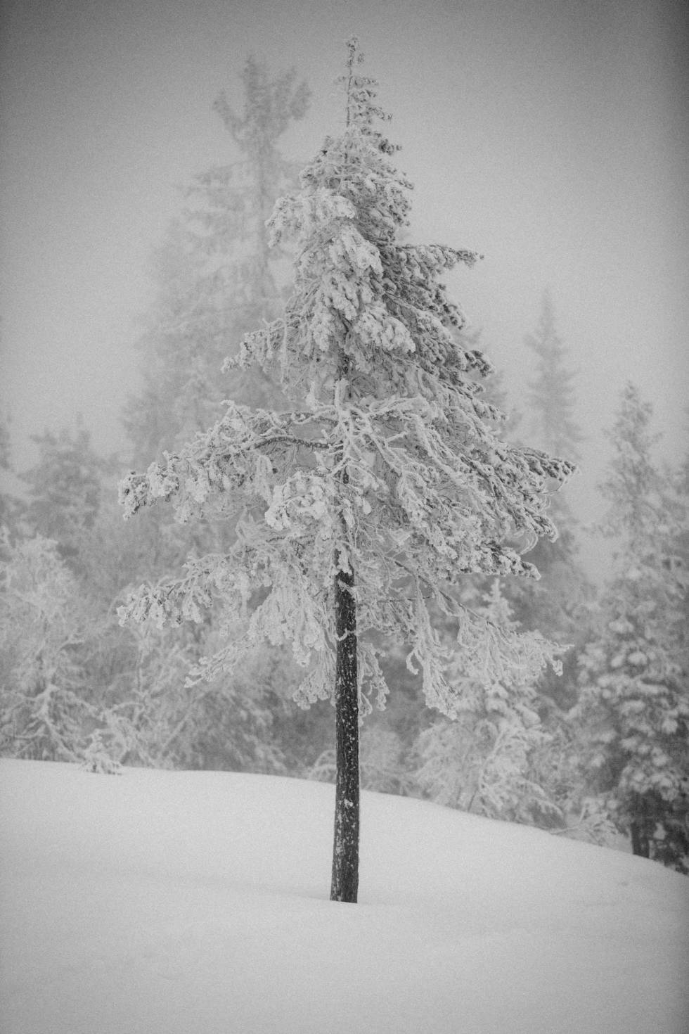 Foto Kristoffer H. Kippernes Langrenn-Vikerfjell-5