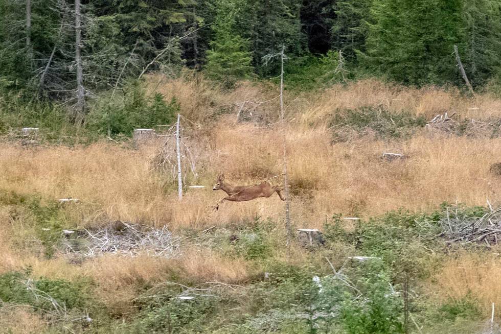 Spenstig: Hogsten forseres i lange, spestige hopp. Lokkjakt-på-bukk-råbukk-11