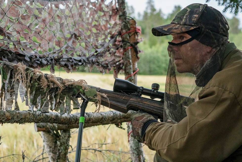 Pulsen stiger: Kommer det bukk i følge med geita? Hun speider mot skogbrynet, men ingen bukk følger etter. Lokkjakt-på-bukk-råbukk-9