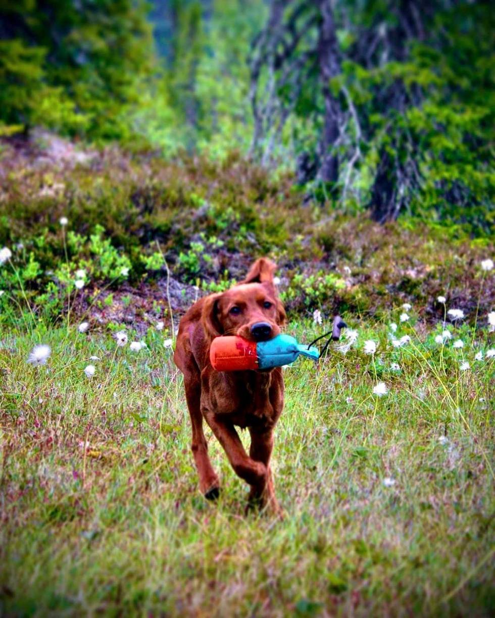 @lovisejuliussen: Fauna 5mnd #faunaofscandinavia #nonstopdogwear #hunter #puppy #apport #trening #minfuglehund #fuglehundfolk #jeger #jaktjenter #jegerjenter #irsksetter #rjff #fuglehund lovisejuliussen