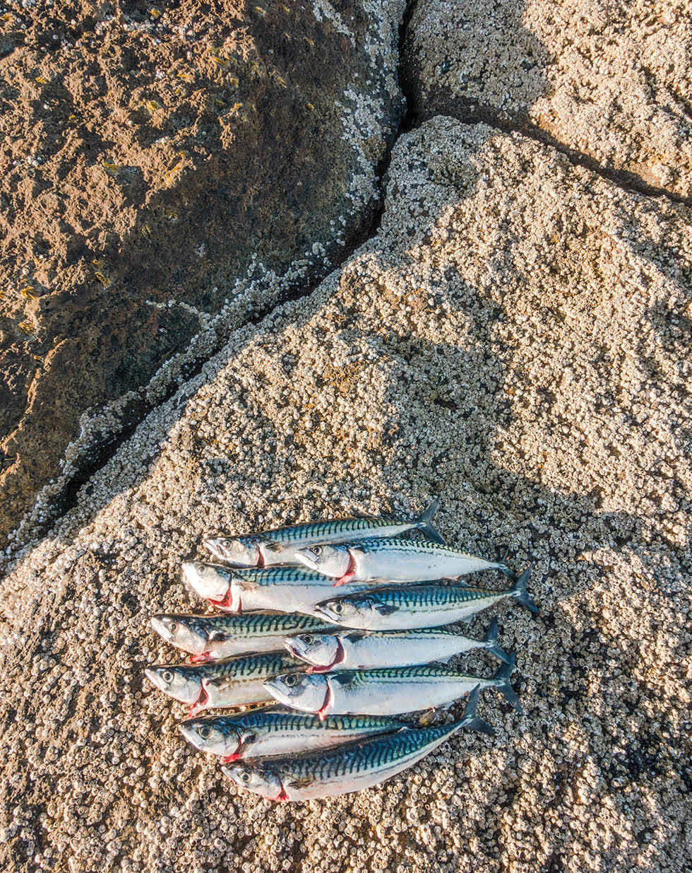 SOMMERMAT: Makrell fisket fra land en varm solskinnsdag i Lofoten. Fiskene ble kjølt ned ved å ha et vått håndkle rundt seg. På kvelden ble de spist med kokt potet, rømme og agurksalat. Foto: Jon Olav Larsen makrell fiske fisking makrellfisking