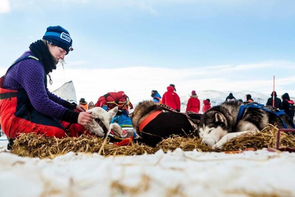 FINNMARKSLØPET: Her fra 2015 ved sjekkpunktet på Skoganvarre. Marte Stensland Jørgensen masserer den såre skuldra til hunden Juluss. Foto: Wanda Nathalie Nordstrøm finnmarksløpet marte stensland jørgensen