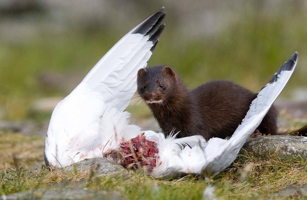 Glupsk: Minken er en glupsk predator, og tar både egg, unger og voksne sjøfugl. (Foto: Terje Kolaas) Minijakt-og-viltpleie-2
