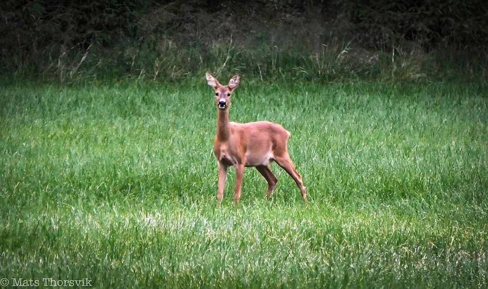 @mittjegerliv: #mittjegerliv #zeisshunting #faunaofscandinavia #jaktbilder #jfof #mittfriluftsliv #utno #norgesjakt #visitnamdalen #inatur #campvillmark mittjegerliv