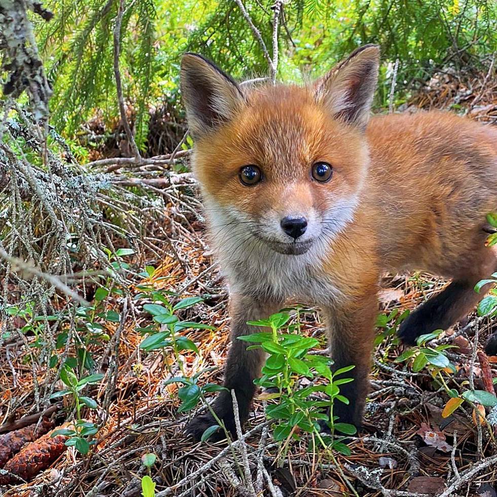 @moaeri: Møtte på denne søtnosen i dag #rev #fox Moaeri