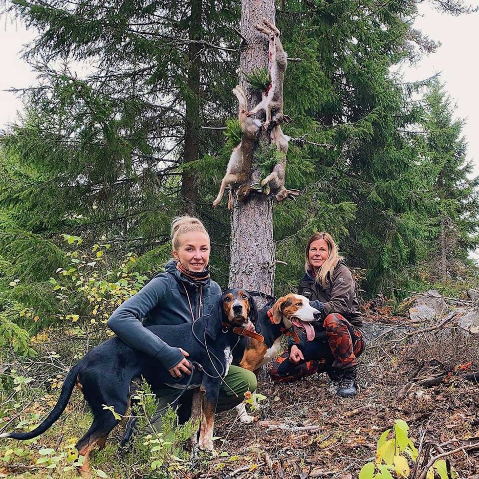 @moaeri:En vellykket jaktdag i skogen sammen med mamma.En hare for Arak & to for Cosmo #harejakt #luzernerstøver #finskstøver #hamiltonstövare moaeri