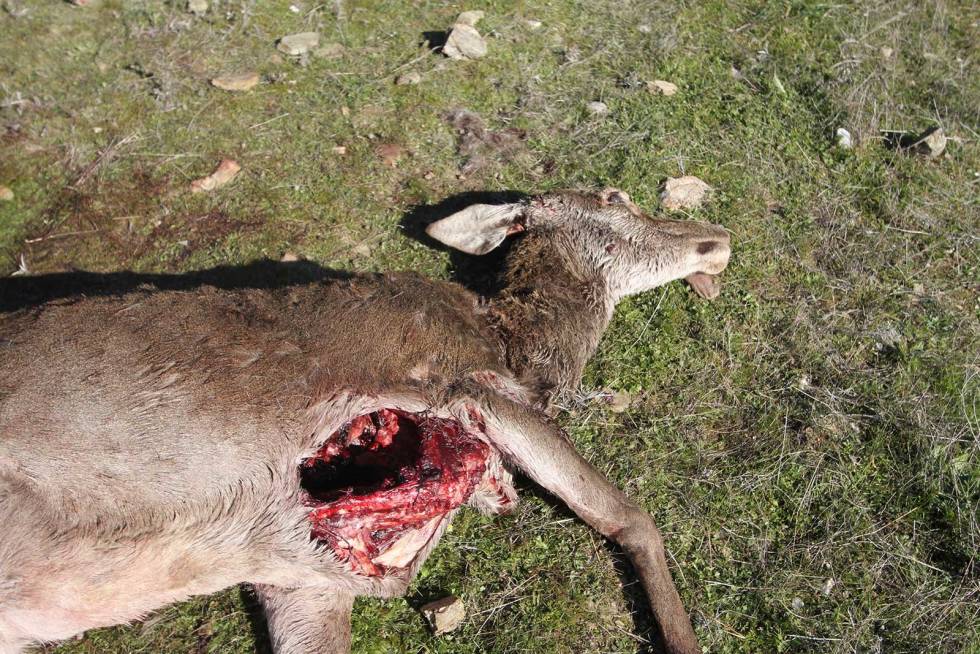Andre skikker: Sånn så hjortehinden ut etter at hundene hadde forsynt seg. Monteria-Portugal-9