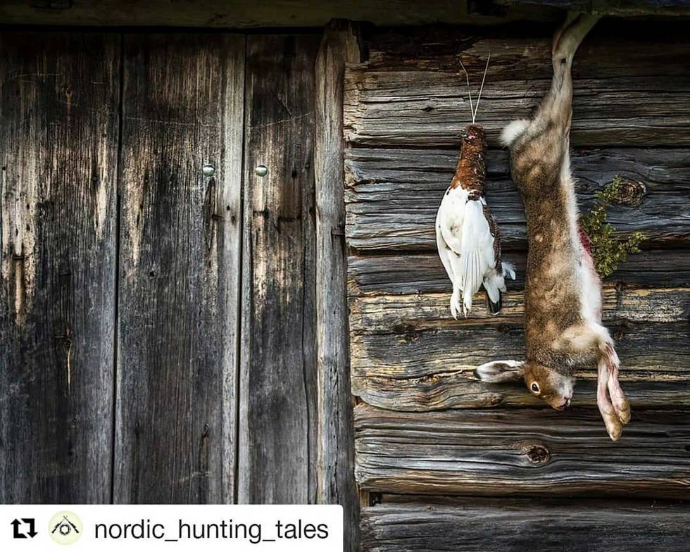 @nordic_hunting_tales: What do you prefer hunting? Mammals or birds? I say like Winnie the Pooh; "Yes, please both". The first game I shot on my own was a hare. My knuckles was white from holding the gun so hard when I heard the sound of the dog chasing the hare coming closer and closer. And closer... I did not feel the kick from the gun or heard the shot. All I noticed was that in front of me a hare kicked a few times before it stopped moving. Never ever did a meal taste so good as when my mother cooked that hare. I had become a hunter.... #jakt #jeger #rype #hare #småviltjakt #hunt #hunting #smallgamehunting nordic_hunting_tales