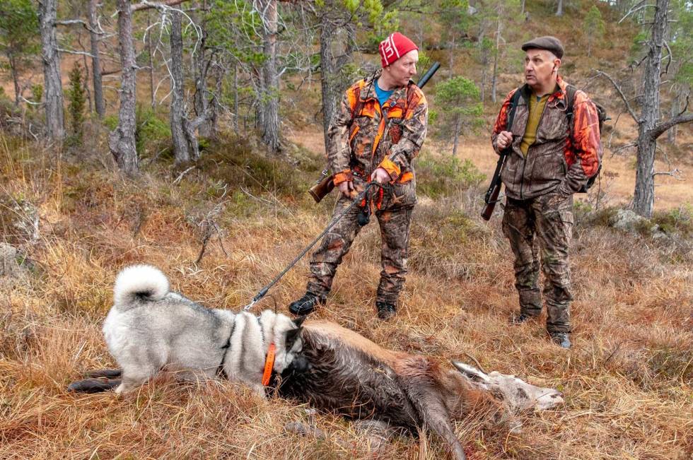 VERT OG GJEST: Hundefører Trond Arild og jaktgjest Lars kommer fram til bukkefallet. To ungbukker er bra på første drev, er de to drevne jegerne skjønt enige om. Nordmøre-Hjortejakt-2