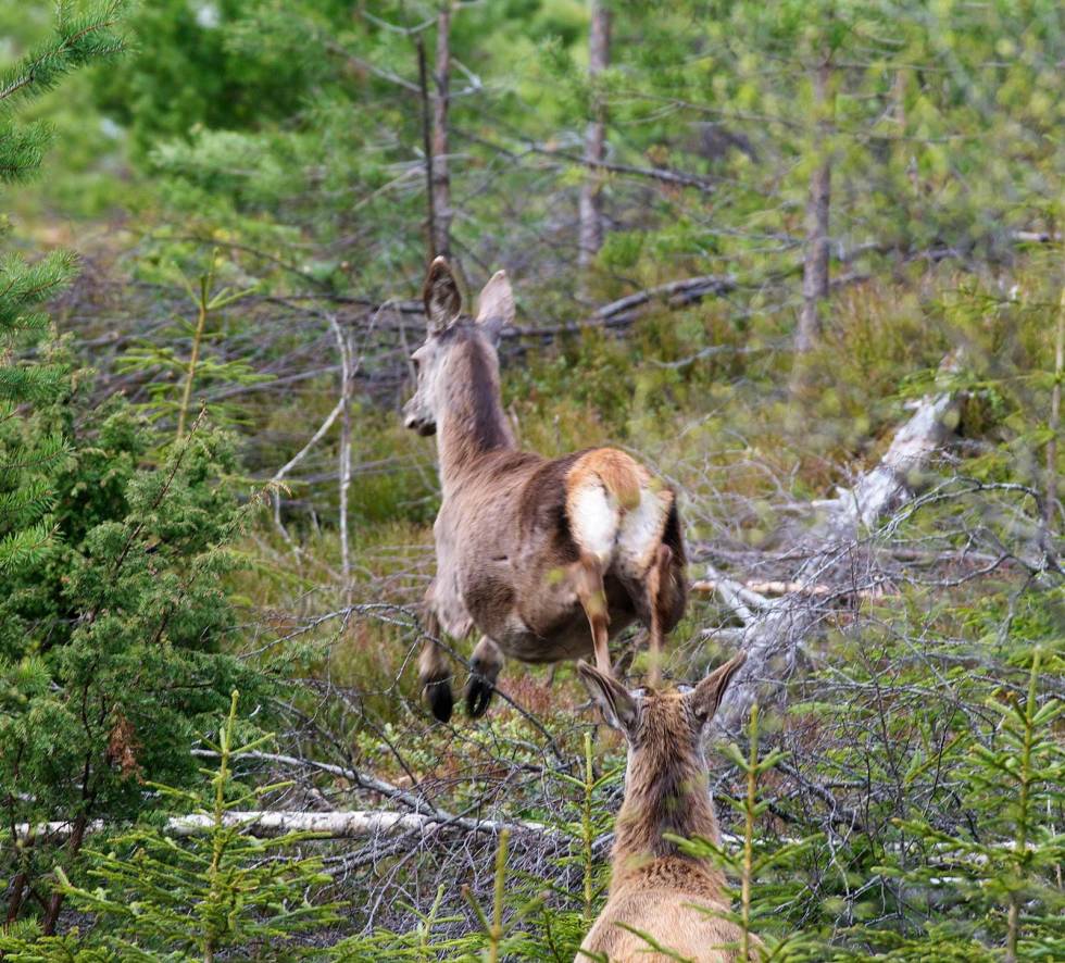 RASKE DYR: Det er ikke alltid like lett å skyte hjort, får debutant Fredrik erfare. Han får flere dyr forbi sin post, og får til slutt felt en ungbukk. Nordmøre-Hjortejakt-4