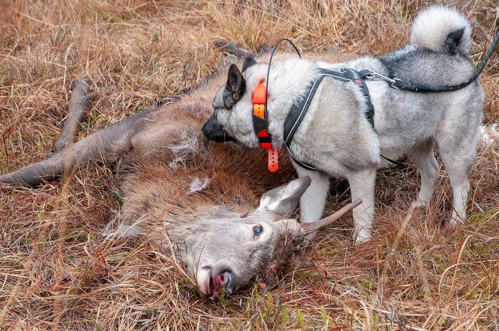 HJORTEFALL: Det er gråhunden til Magnus som hanker hjorten tilbake inn i drevet og sender spissbukken i fanget til Tomas. Nordmøre-Hjortejakt-5
