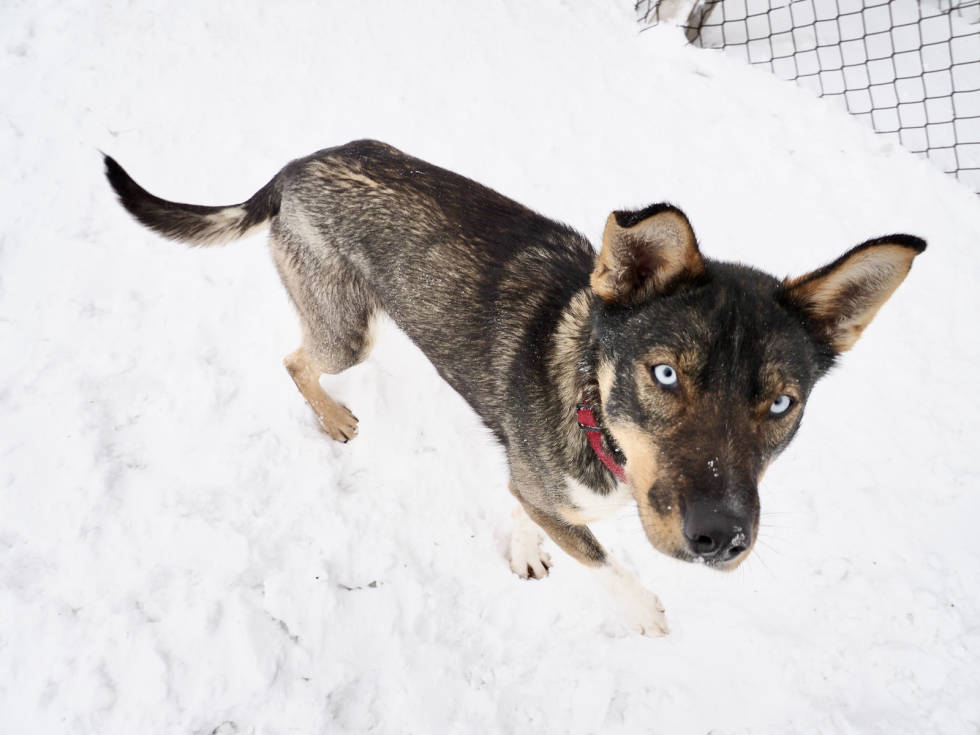 HUSKY: Det er mange huskyer på Svalbard, og hundekjøring er en greie; både privat og i jobbsammenheng. Foto: Lisa Kvålshaugen Bjærum P1011132 2
