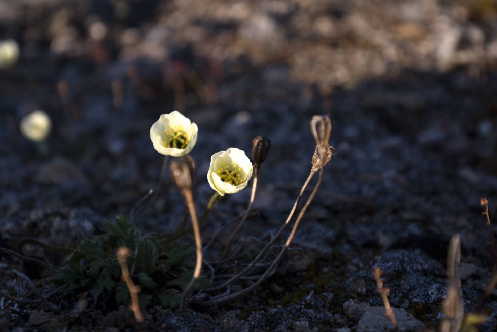 Vakre: Søte, små blomster som på utruleg vis kan leva her oppe. Padling-Nordaustlandet-5