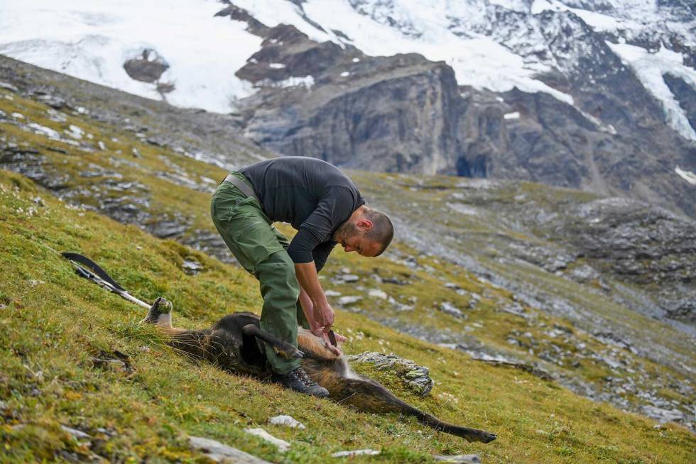 Tid for slakt: Etter jakt er det slakt. Martin klargjør gemsbukken. Paraglider-jakt-Alpejakt-10