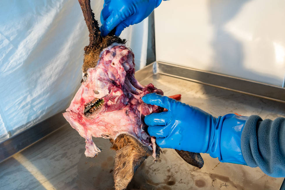 Når snittet er fullført på begge sider, tar du tak i begge ørene og skinnet rundt, og brekker nedover. råbukk trofe behandling gevir Foto Åsgeir Størdal