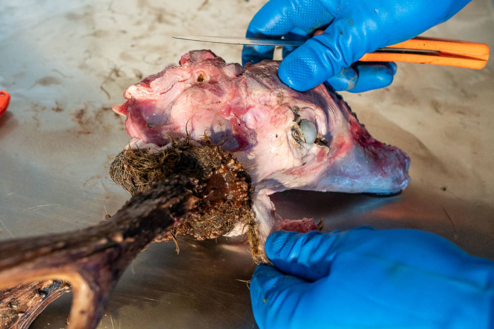 Bruk fingrene. Med hansker som gir godt grep, kan du mange steder trekke av skinnet med håndmakt. råbukk trofe behandling gevir Foto Åsgeir Størdal