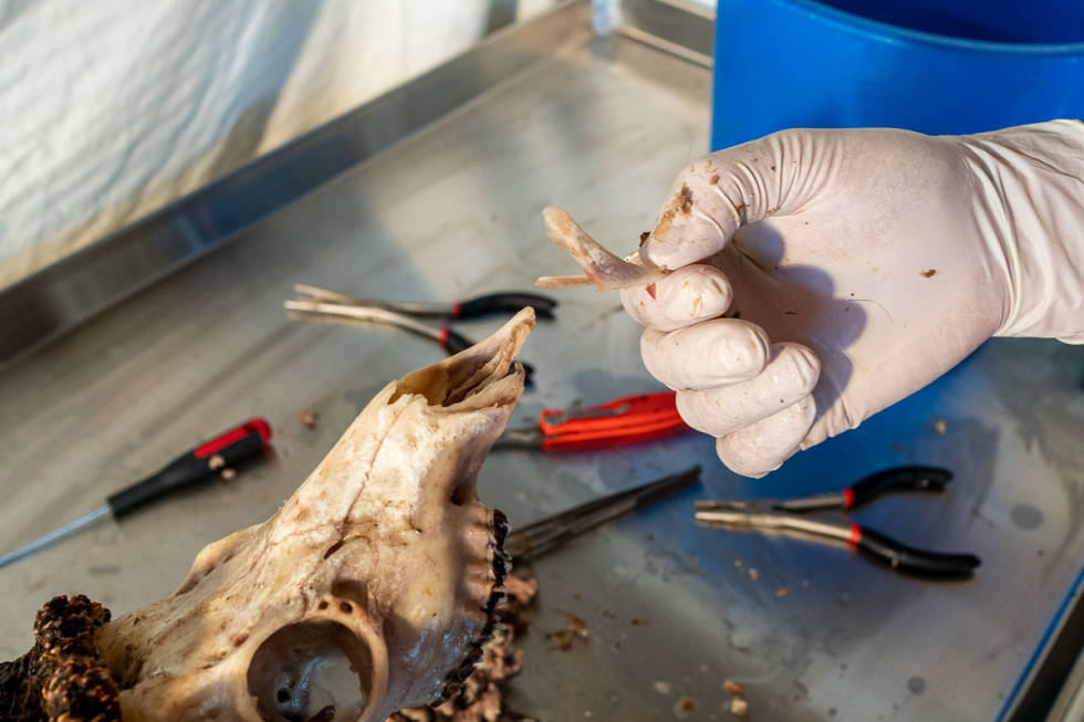 ...men helst ikke så mye at dette skjer: En beinsplint løsner fra neseveggen. Slapp av, ingen krise: Det er mulig å lime på igjen etterpå. råbukk trofe behandling gevir Foto Åsgeir Størdal