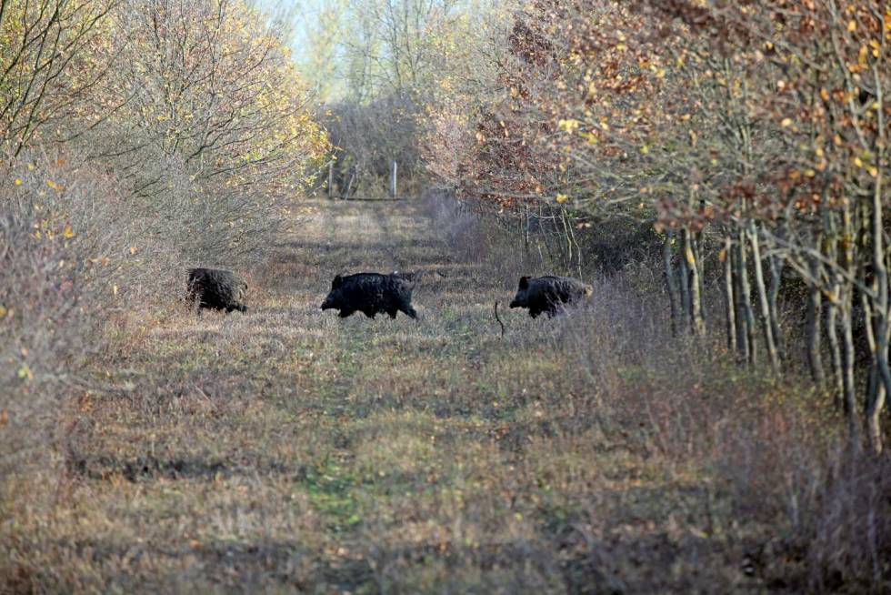 MYE GRIS: Også villsvin var det mye av i området der vi jaktet. Råbukkjakt-Romania-3