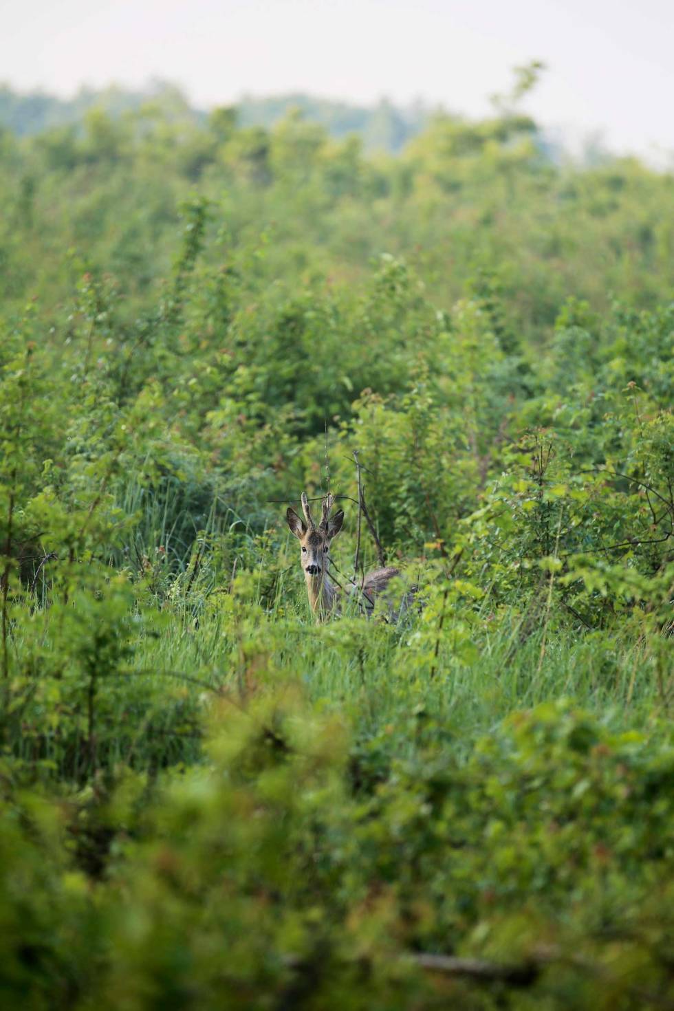 SENT UTE: Denne ettåringen, fremdeles i bast, var både uerfaren og nysgjerrig. Råbukkjakt-Romania-5