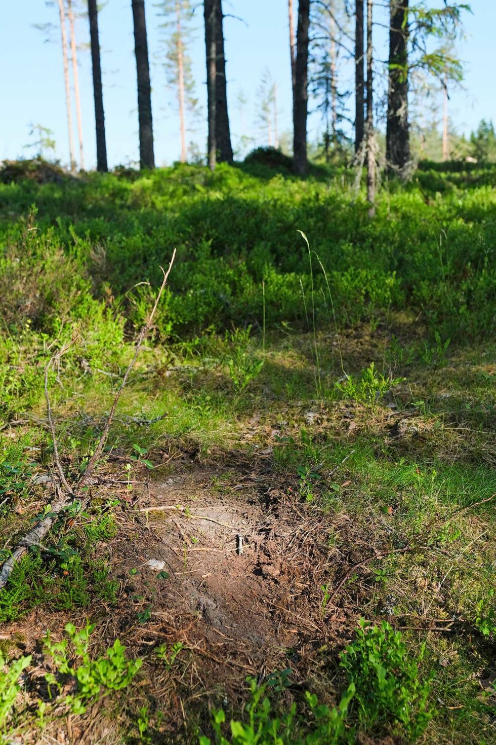 Typisk: Sparkegrop fra bukk som har begynt å markere revir. Ofte finner du markeringer som sparkegroper og feiinger ved naturlige grenser i terrenget, så som myrkanter, jordekanter, overgang fra gammel- til ungskog. Råbukkjakt-Tips-8