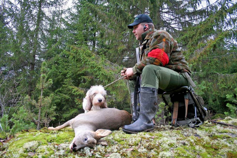 GODE POSTER: Lure steder for å postere etter rådyr som turer, er i kanten av høystammet, litt glissen skog i tilknytning til tettere bevokste områder. Rådyrjakt-med-drivende-hund-7