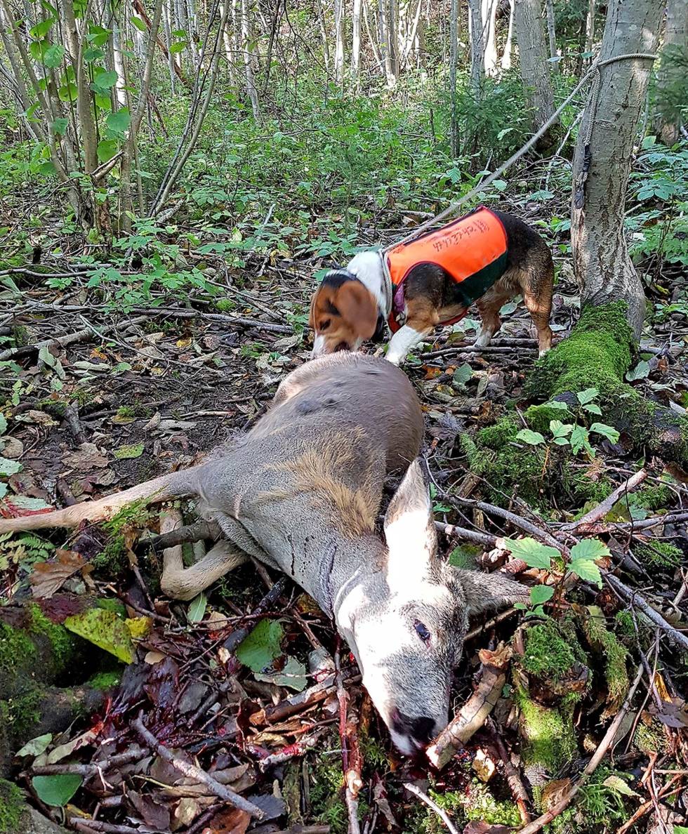 LEIEBÅND: Ved påskyting av rådyr under jakt med drivende hund er det, uansett om det blir øyeblikkelig knall og fall eller ikke, viktig at alle postskyttere har med leiebånd eller snor slik at hunden kan kobles. Rådyrjakt-med-drivende-hund-8