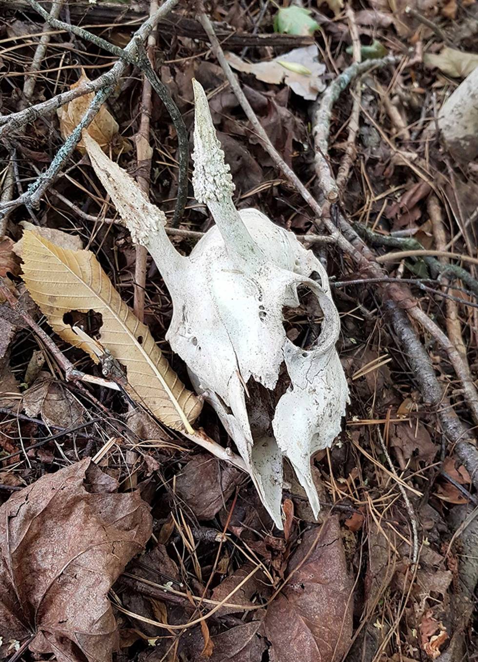 FØRSTEGANGSGEVIR: Denne ungbukken rakk aldri å felle sitt første gevir, før den ble offer for en tøff vinter eller tatt av rovdyr. Rare-rådyrgevir-10