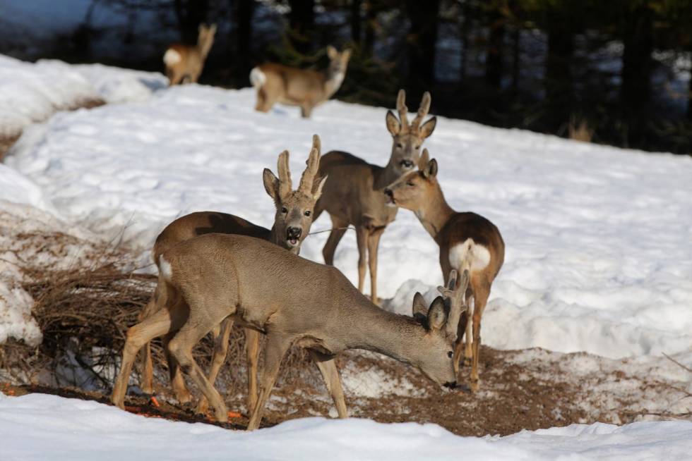 TYDELIG AVVIK: Allerede i februar viser bukken midt på bildet at den vil utvikle et abnormt gevir. Framfor og bak er det to bukker med normal gevirutvikling. Rare-rådyrgevir-2