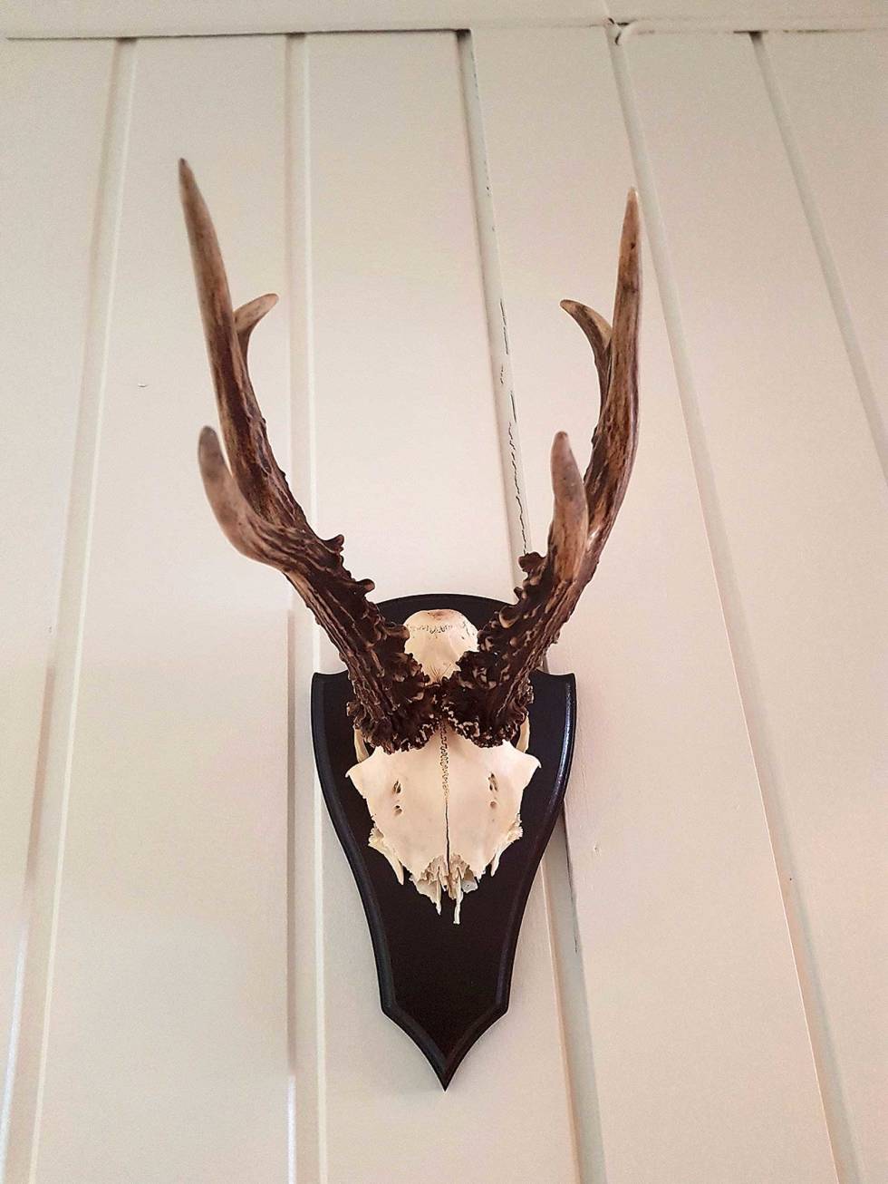 GULLBUKK: En godt utviklet normalbukk med seks tagger, solide rosenkranser og bra med perling. Rare-rådyrgevir-5